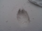 Výprava do zimního lesa